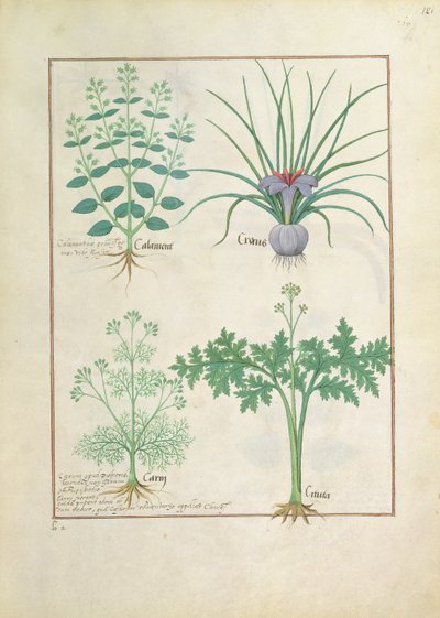 Calamint, Crocus, Carraway and Citusa, illustration from The Book of Simple Medicines by Mattheaus Platearius by Robinet Testard